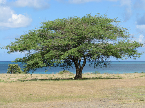 Дерево акации на Антигуа и Барбуда