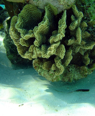 Чудесные водоросли океана близ Багам
