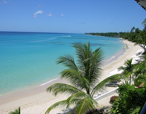 Пальмы на побережье Барбадоса