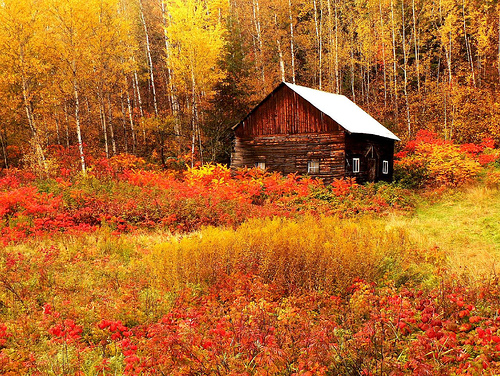 Золотая осень в лесах Канады