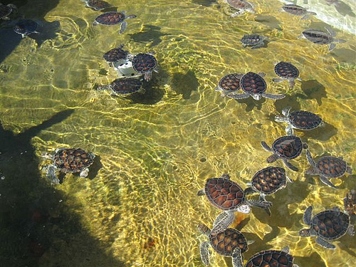 Стая из морских черепашек в водах Каймановых островов