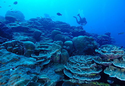 Подводный мир океана, омывающего Клиппертон