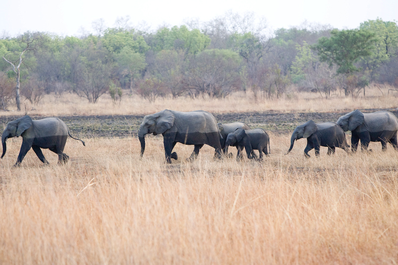 Бенин. Слоны в Национальном парке Пенджари на реке Того