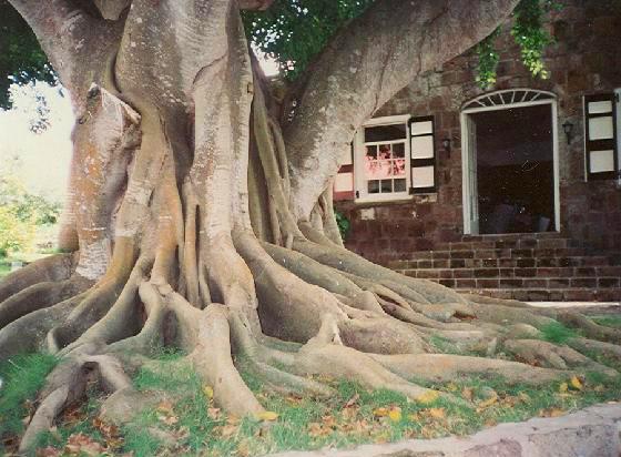 Массивное дерево в деревушке в Сент-Китс и Невис