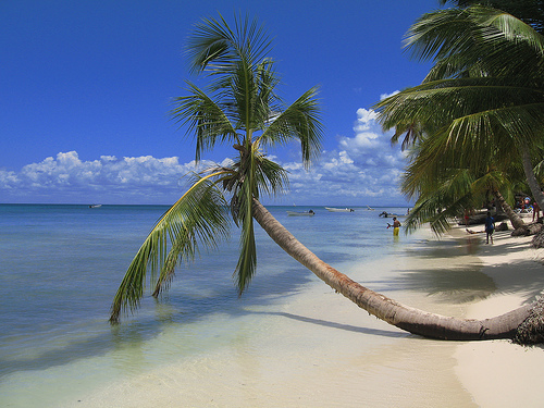 Прибрежная пальма в Доминиканской республике