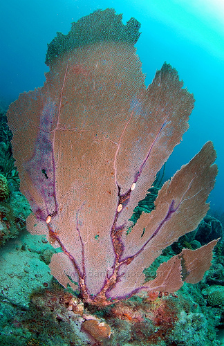 Подводный мир океана близ Гренады