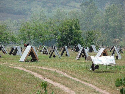 Птицеводство в Гондурасе