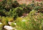 Вади. Оазис. Сахм Вади. Оазис. Сахм