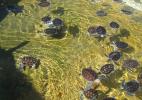Стая из морских черепашек в водах Каймановых островов