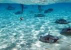 Скаты на морском дне Каймановых островов