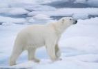 Белый медведь - коренной житель Гренландии Белый медведь - коренной житель Гренландии