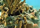 Красивые кораллы в подводном мире Нидерландских Антильских о-вов Красивые кораллы в подводном мире Нидерландских Антильских о-вов