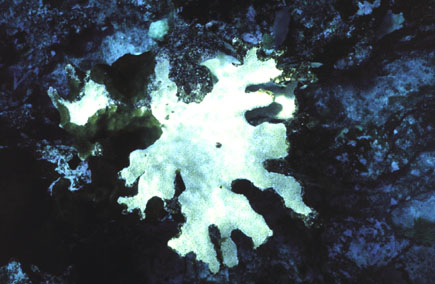 Подводный мир Острова Навасса