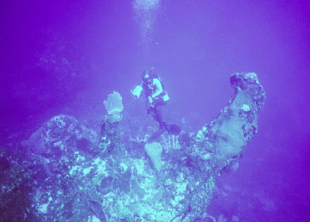 Красивые кораллы в океане Острова Навасса