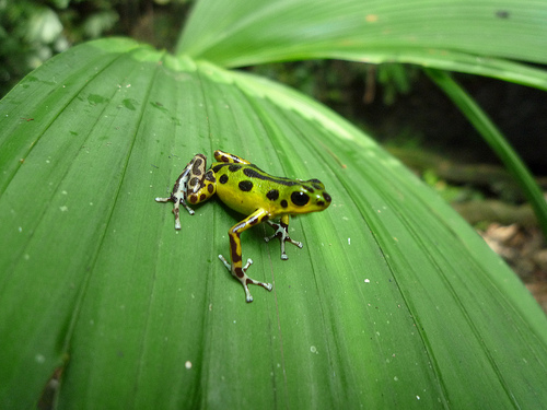 Лягушка в тропическом лесу Панамы
