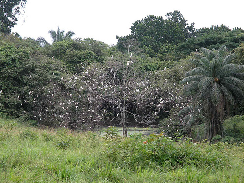 Густые леса Панамы