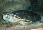 Черепаха в океанариуме