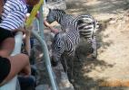 Зебры в свободном доступе