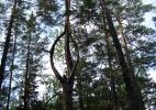 Умхейский лес. Причудливые сосны.