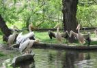 Колония пеликанов