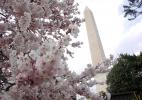 цветущая сакура у меморала Дж. Вашингтону