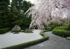 Апрель. В Киото цветёт сакура