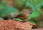 Таинственный мир птиц в Национальном парке Кандагала