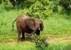 Слон в Национальном парке Кисама