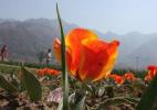 Сад тюльпанов Сирадж-Багх, Кашмир