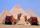 Египетские верблюды