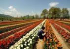 Сад тюльпанов Сирадж-Багх, Кашмир