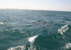Наперегонки с дельфинами
