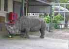 Носорог - один из старожилов зоопарка