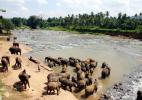 Слоновий питомник в Пиннавеле возле города Канди в Шри-Ланке