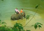 слон в реке