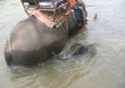 слоненок купается в реке