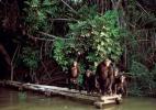 Семейство обезьян в Национальном парке «Река Гамбия»