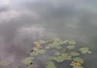 Озерце с кувшинками