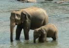 Слоновий питомник в Пиннавеле возле города Канди в Шри-Ланке