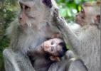 забавные обезьяны в Сафари парке