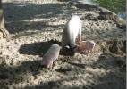 Новинка зоопарка - украинское подворье со свинками
