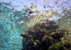 Кораллы и рыбы рифа Джексона