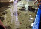 Лионский аквариум