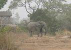 Слон в Национальном парке Моул, Тамале, Гана