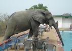 Слон пьеи воду в бессейне мотеля. Национальный парк Моул, Тамале, Гана
