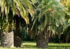 Величественные пальмы