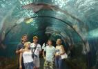 "Лоро-парк". 18-метровый стеклянный тоннель с морскими обитателями