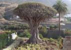 Тысячелетнее дерево - символ Тенерифе