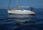 Кормежка дельфинов и китов в открытом океане