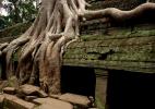 старожители Ангкор Ват, Камбоджа